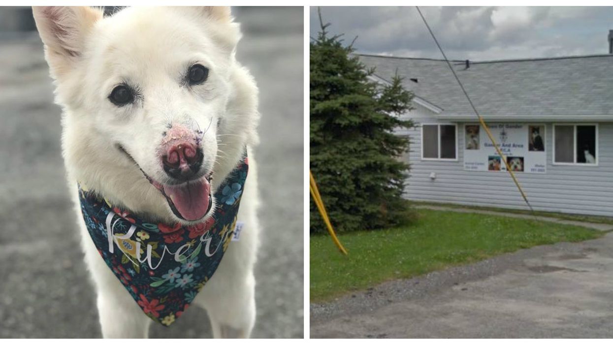 A Canadian Shelter Has To Euthanize All Their Dogs After A