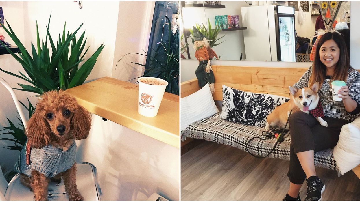 Toronto Just Opened A Dog Cafe And It's So Adorable