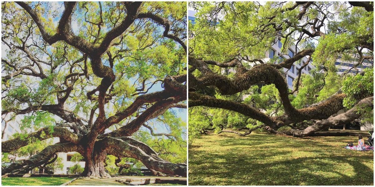 This Oak Tree In Florida Is One Of The Oldest  Narcity