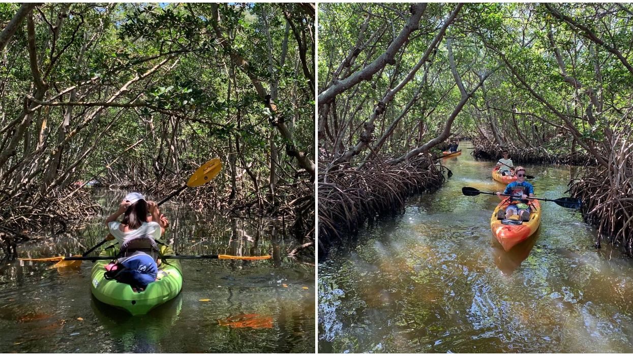 Magical Kayaking Tour Through Mangrove Tunnels Is A Breathtaking