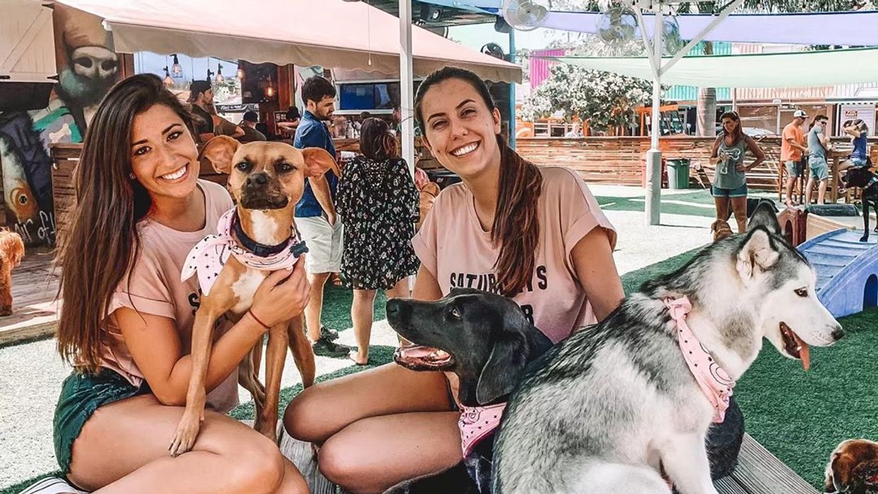 St Pete Has An Upscale Dog Park With A Dog Friendly Bar - Narcity