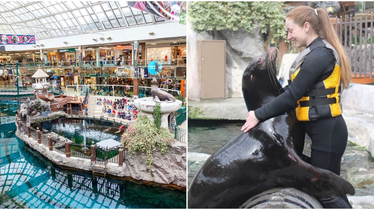 Things To Do West Edmonton Mall That You Absolutely Need To Add To Your Bucket List Narcity Things To Do West Edmonton Mall That You Absolutely Need To Add To Your Bucket List Narcity