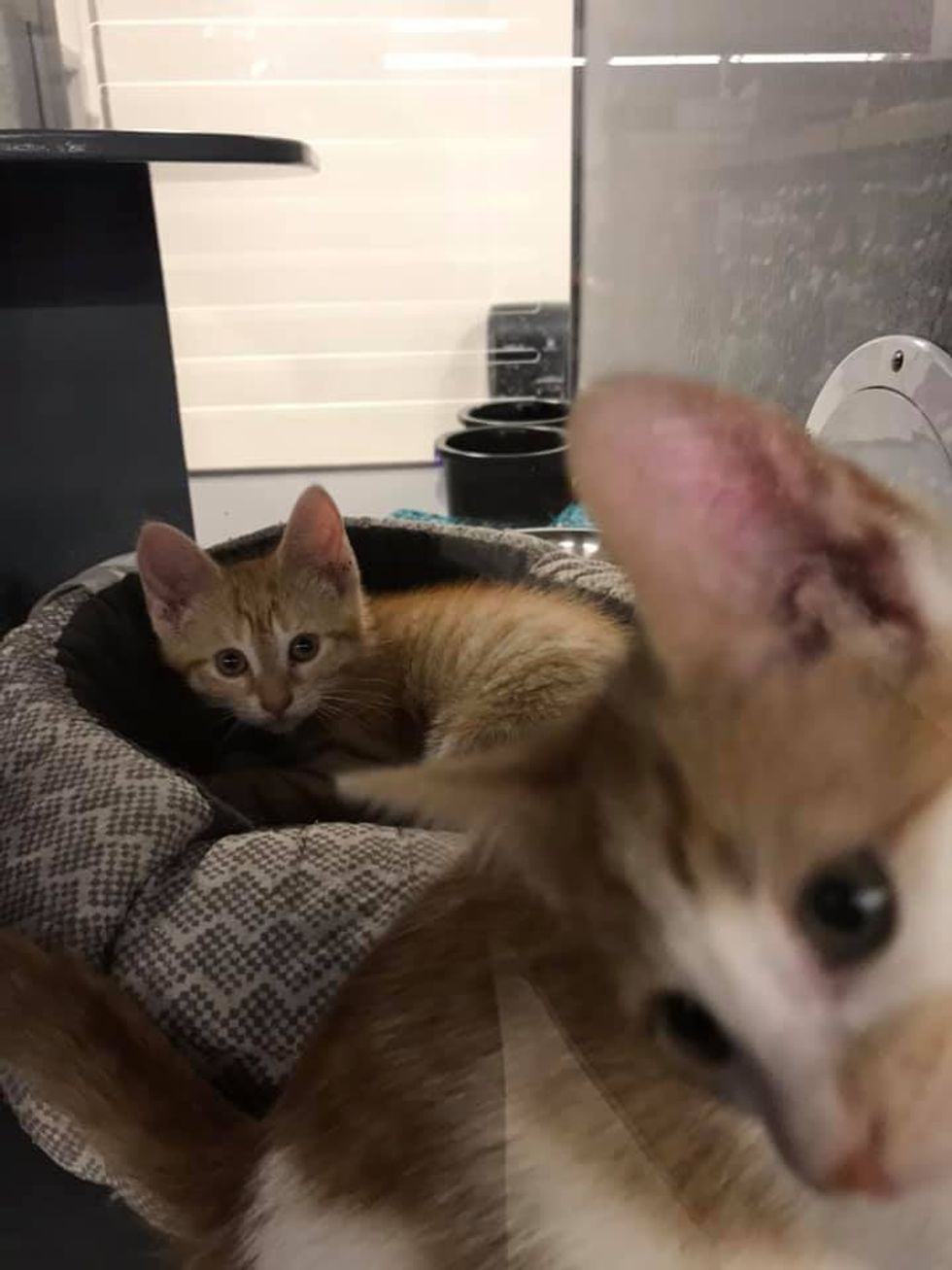 PetSmart Whitby Kittens Are Ready To Be Adopted & There Are So Many Of