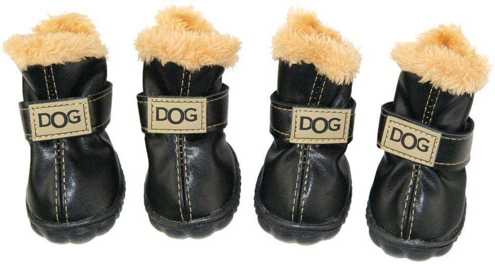 9 Winter Clothes For Dogs In Canada To Stay Warm During The Coldest