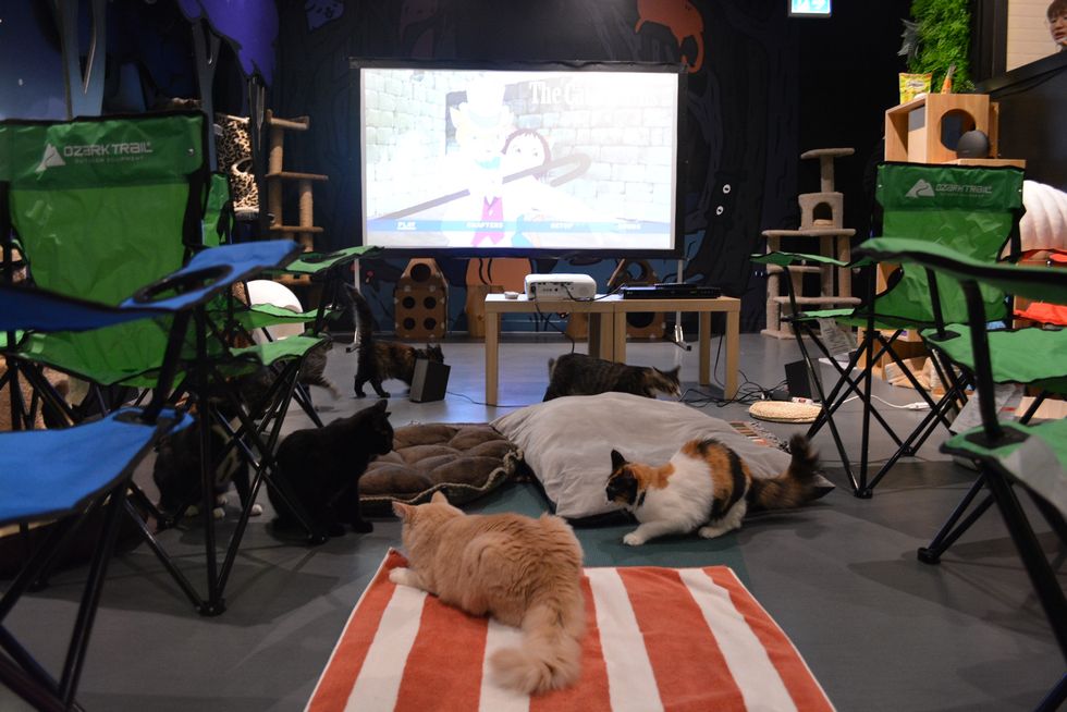Vancouver's Cat Cafe Is Having Holiday Movie Nights Where You Can Snuggle With Cats Narcity