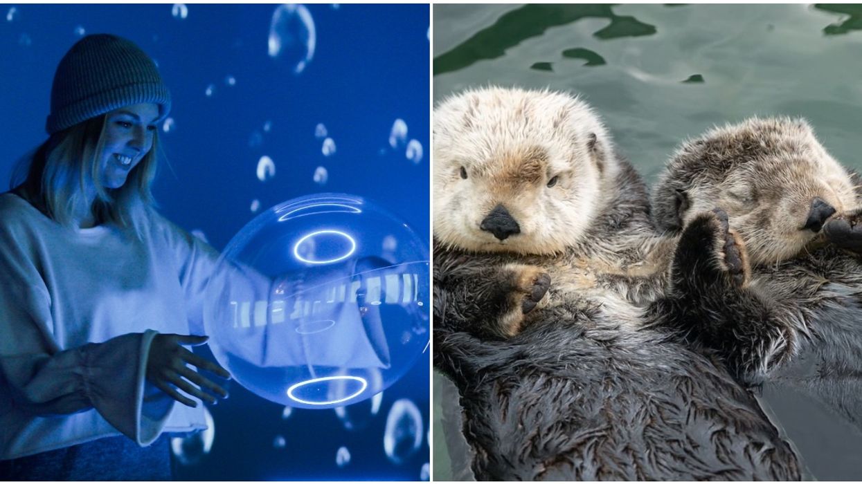 Valentine's day at the castle! Vancouver Aquarium Valentine's Day Event Is Adult's Only & As Cute As
