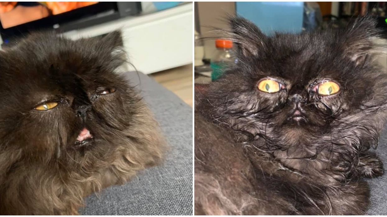 Salem Le Chat Persan Devient Viral Au Quebec Pour Son Melange De Beaute Et Laideur Narcity Salem Le Chat Persan Devient Viral Au Quebec Pour Son Melange De Beaute Et Laideur Narcity