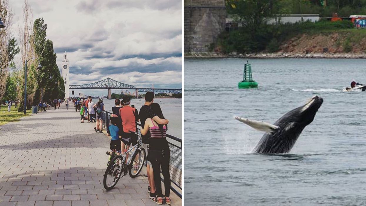 La baleine dans le Vieux-Port de Montréal attire une foule de monde (PHOTOS)