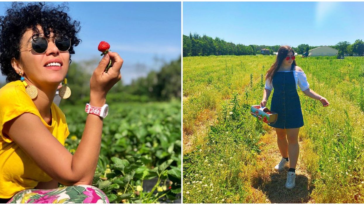 6 endroits au Québec où cueillir tes propres fruits et te bourrer la fraise cet été