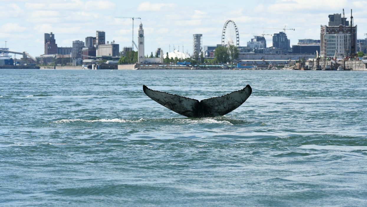 Voici pourquoi la baleine de Montréal n'a pas pu être sauvée
