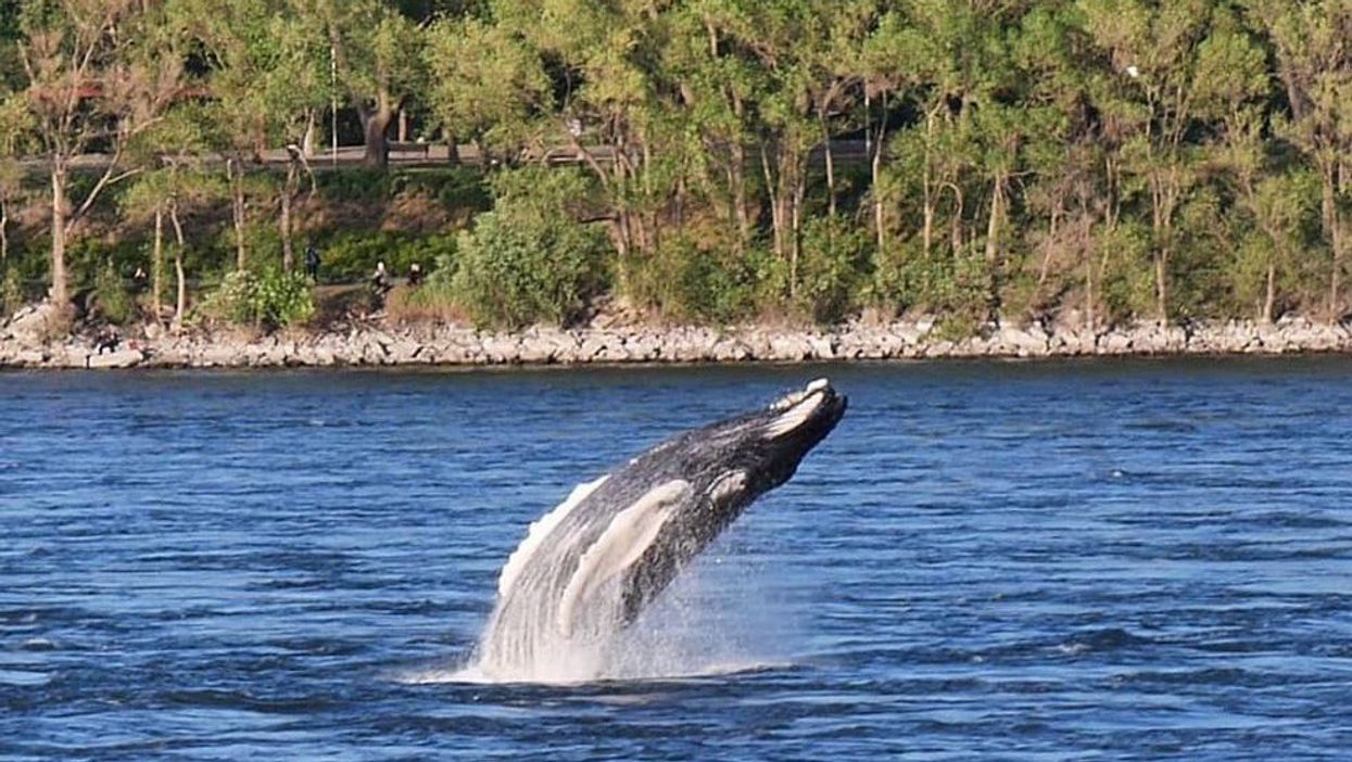 Le GREMM demande de cesser les appels au sujet du décès de la baleine