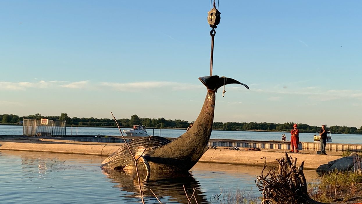 La nécropsie de la baleine de Montréal a débuté (PHOTOS)