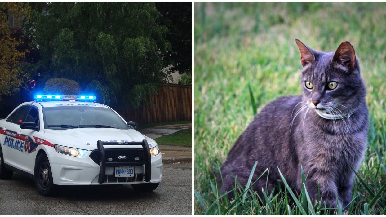York Police Are Warning To Watch Your Pets Closely As Cats Keep Turning Up Dead