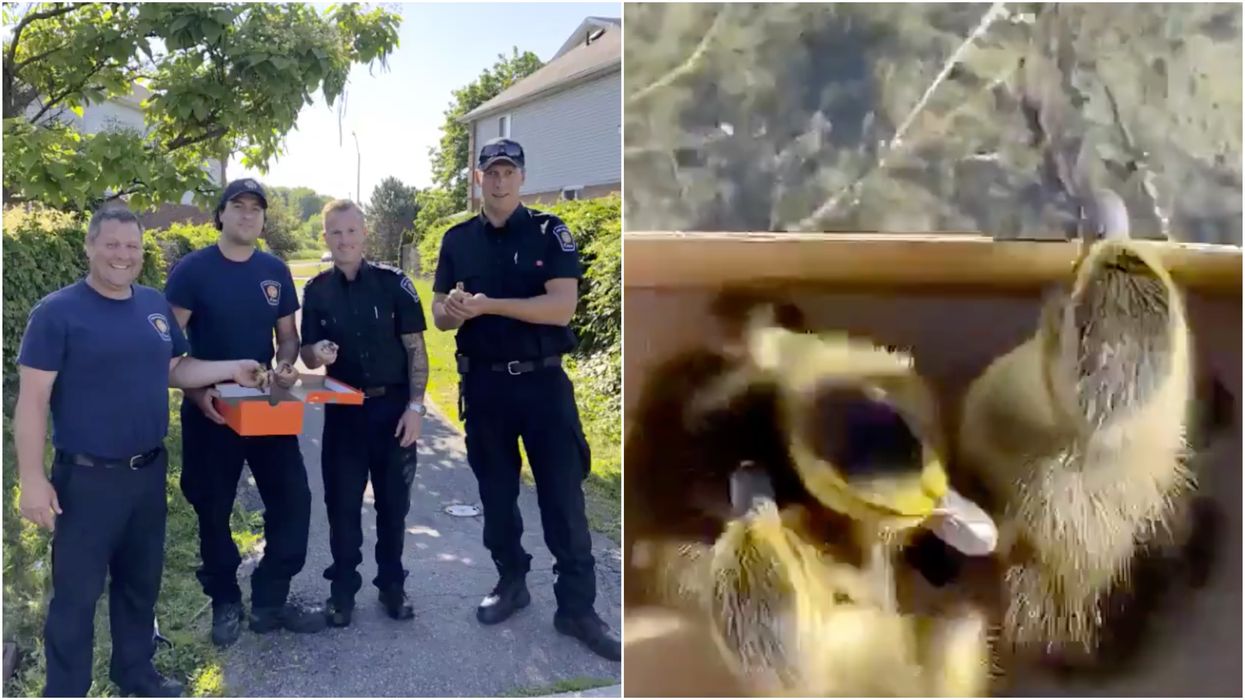 Ottawa Firefighters Rescued 4 Ducklings From A Sewer & Their Mama Was So Happy (VIDEO)