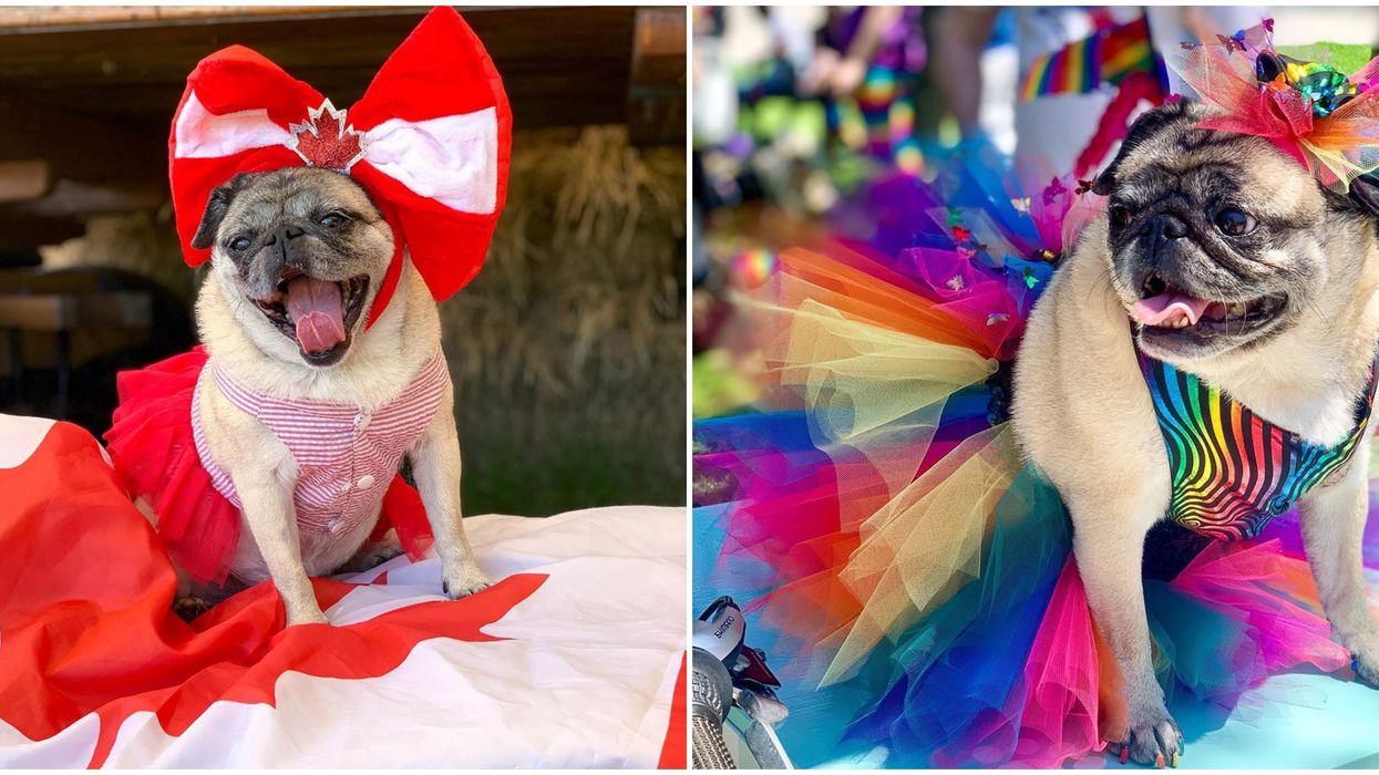 A Toronto Dog Recreates Looks From 'RuPaul's Drag Race' & They're Fierce AF