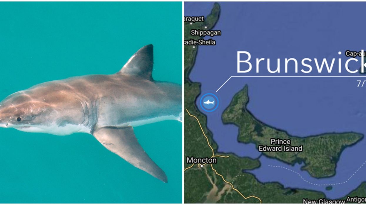 A Great White Shark Was Caught Hanging Out Around New Brunswick & PEI