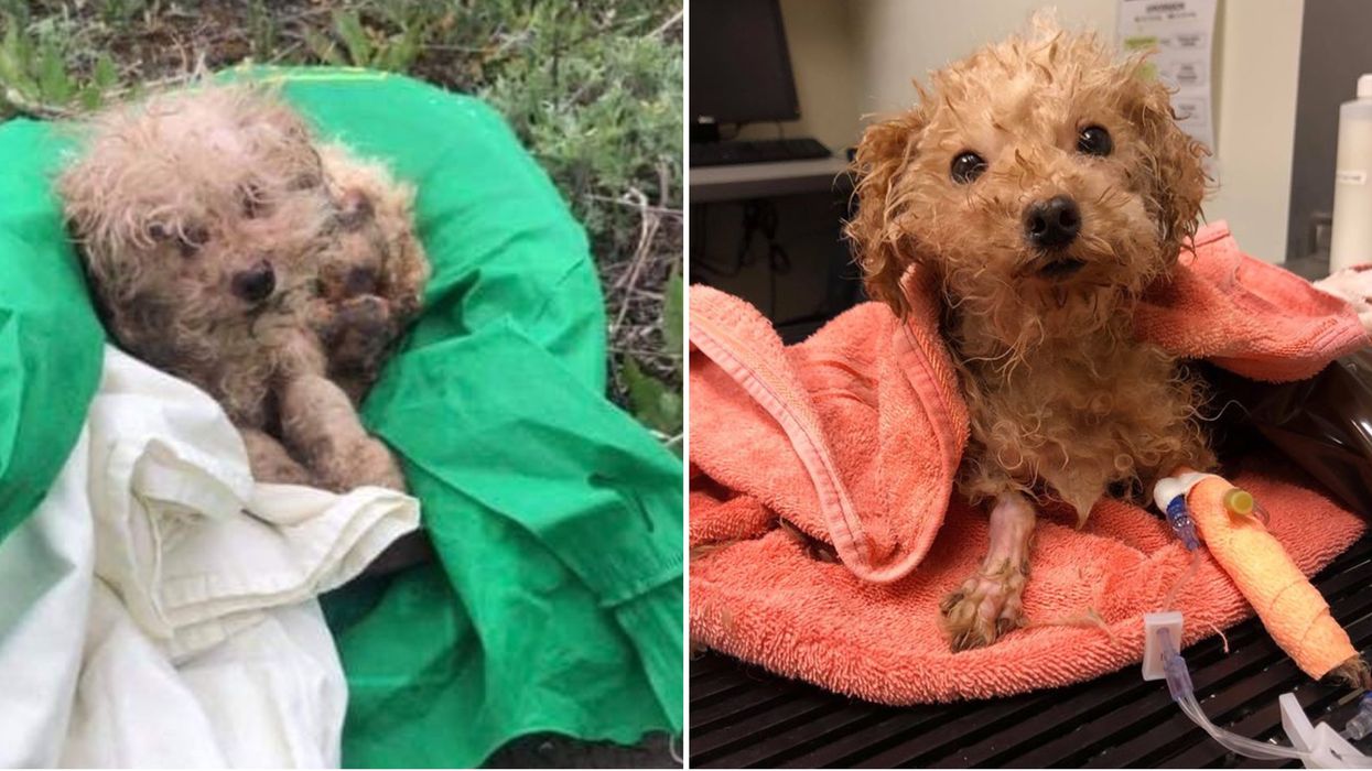 La SPCA lance un appel pour retrouver le maître d'un chien abandonné et blessé à Montréal