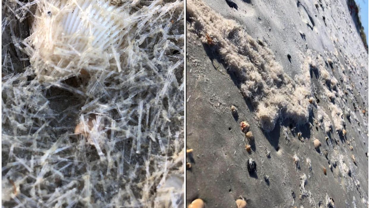 Stinging 'Sea Butterflies' Have Been Spotted Washed Up On Florida Beaches (PHOTOS)