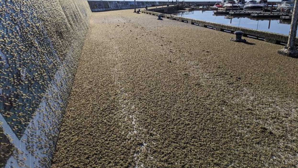 A Manitoba Waterfront Was Taken Over By Swarms Of Dead Fish-Scented Bugs (PHOTO)
