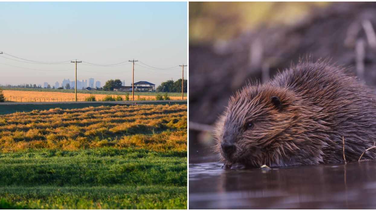 Alberta's New 'Beaver Bounty' Is Basically Hiring Beaver Hitmen For $20 A Tail