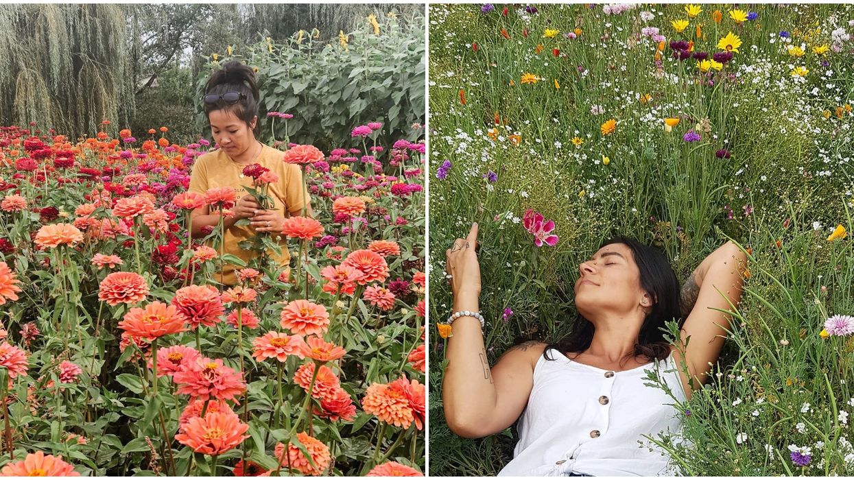 BC's Dreamiest Flower Festival Is On Now Near Vancouver & It's Just $5 To Go