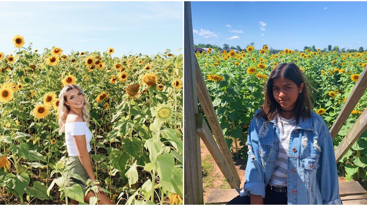 You Can Get Lost In This Golden Ontario Maze With Towering Sunflowers