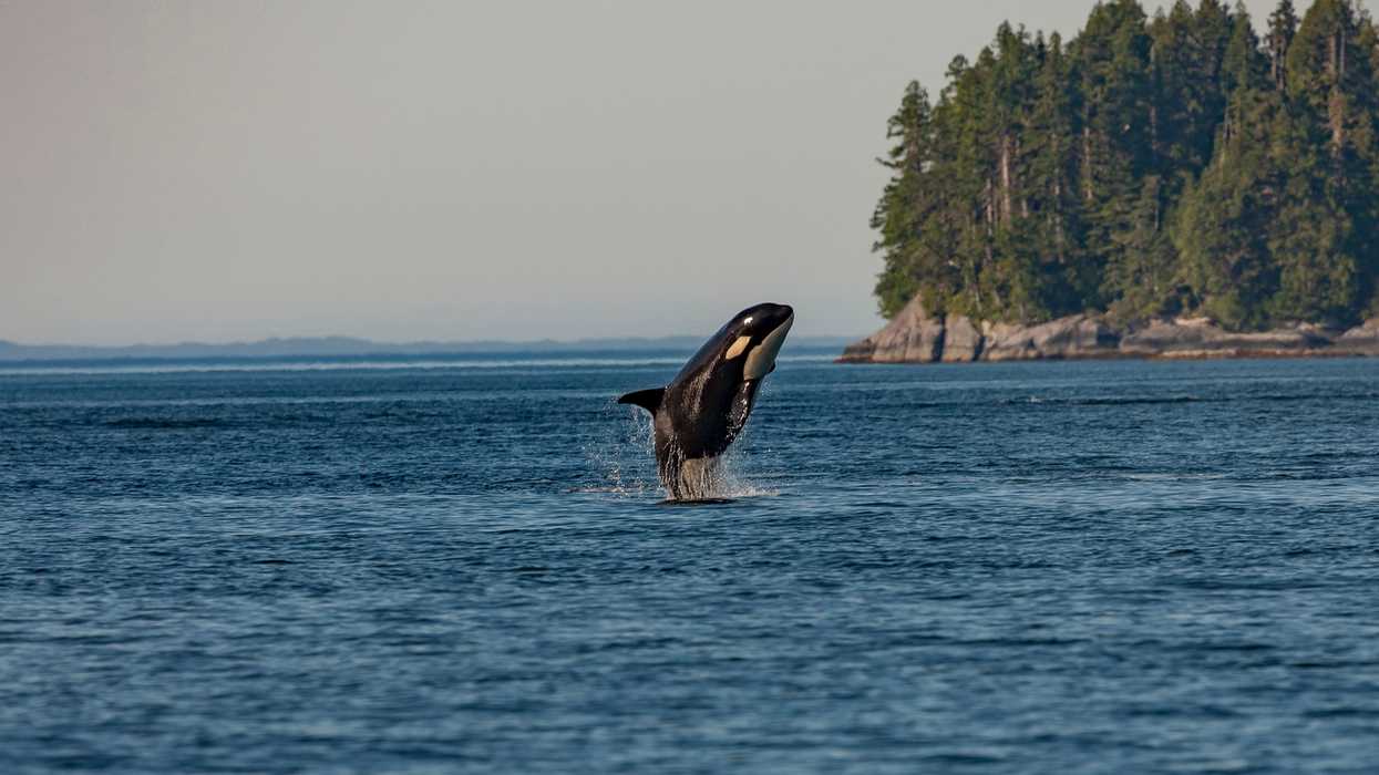 Canada Just Joined The Fight To Protect 30% Of The World's Oceans By 2030