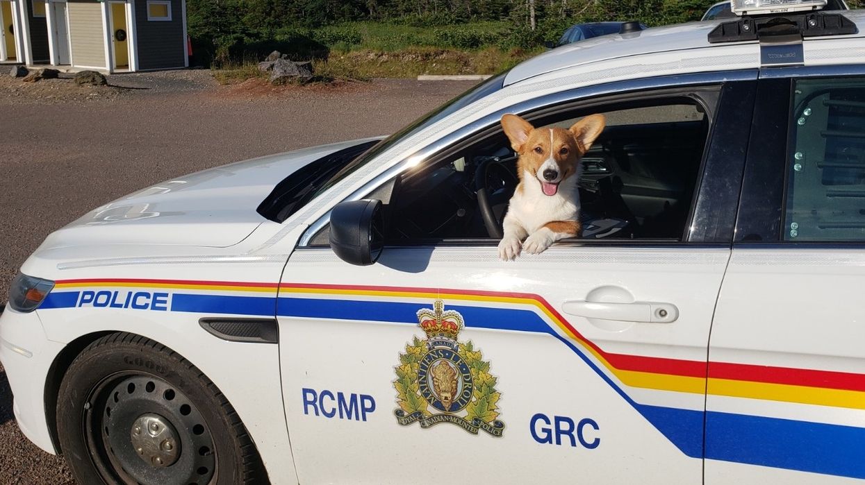 Nova Scotia RCMP Rescued A Corgi From A Hot Car & The Cuteness Is Almost Too Much (PHOTOS)