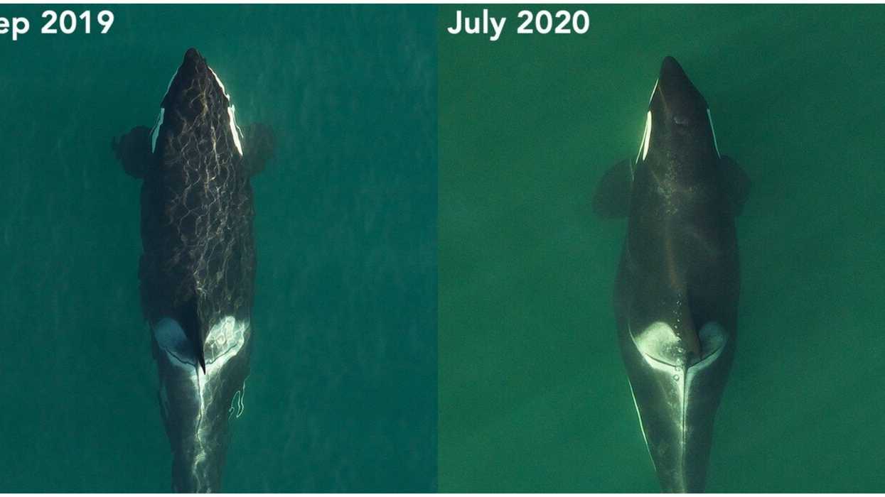 A Famous Orca Whale Near BC Is Finally Pregnant After A Heart Breaking Loss (PHOTOS)