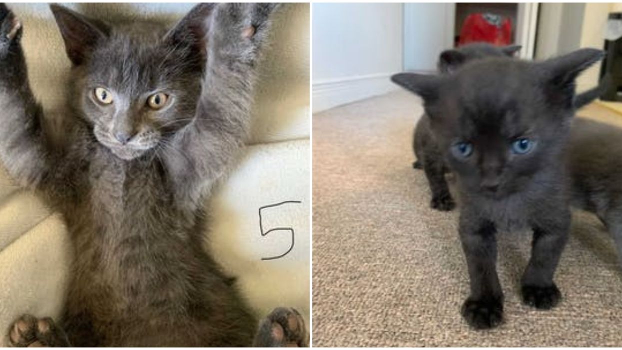 Ontario SPCA Has The Cutest Kittens Ready For Adoption Right Now