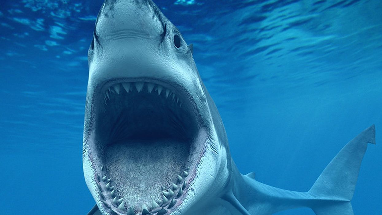 A Shark Took A Bite Out Of A Surfer While Swimming At This Popular Florida Beach