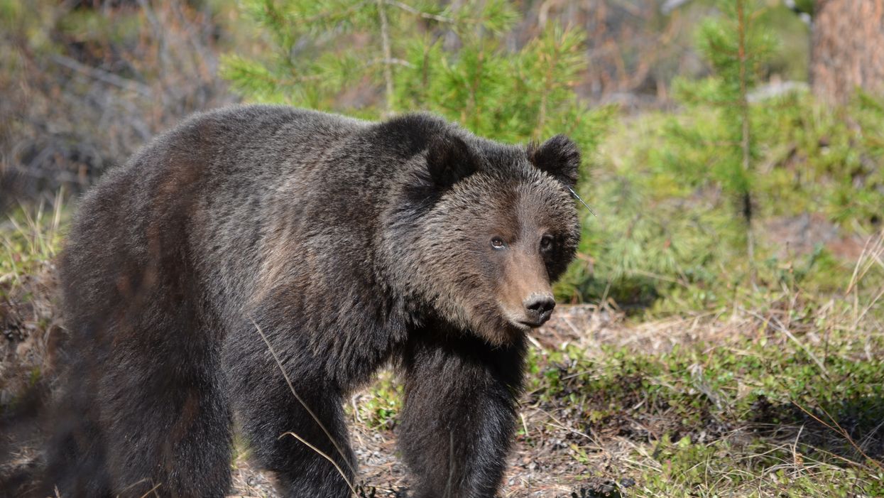 Canada's Toughest Bears Named 'The Boss' & 'Split Lip' Had An Intense Standoff (VIDEO)
