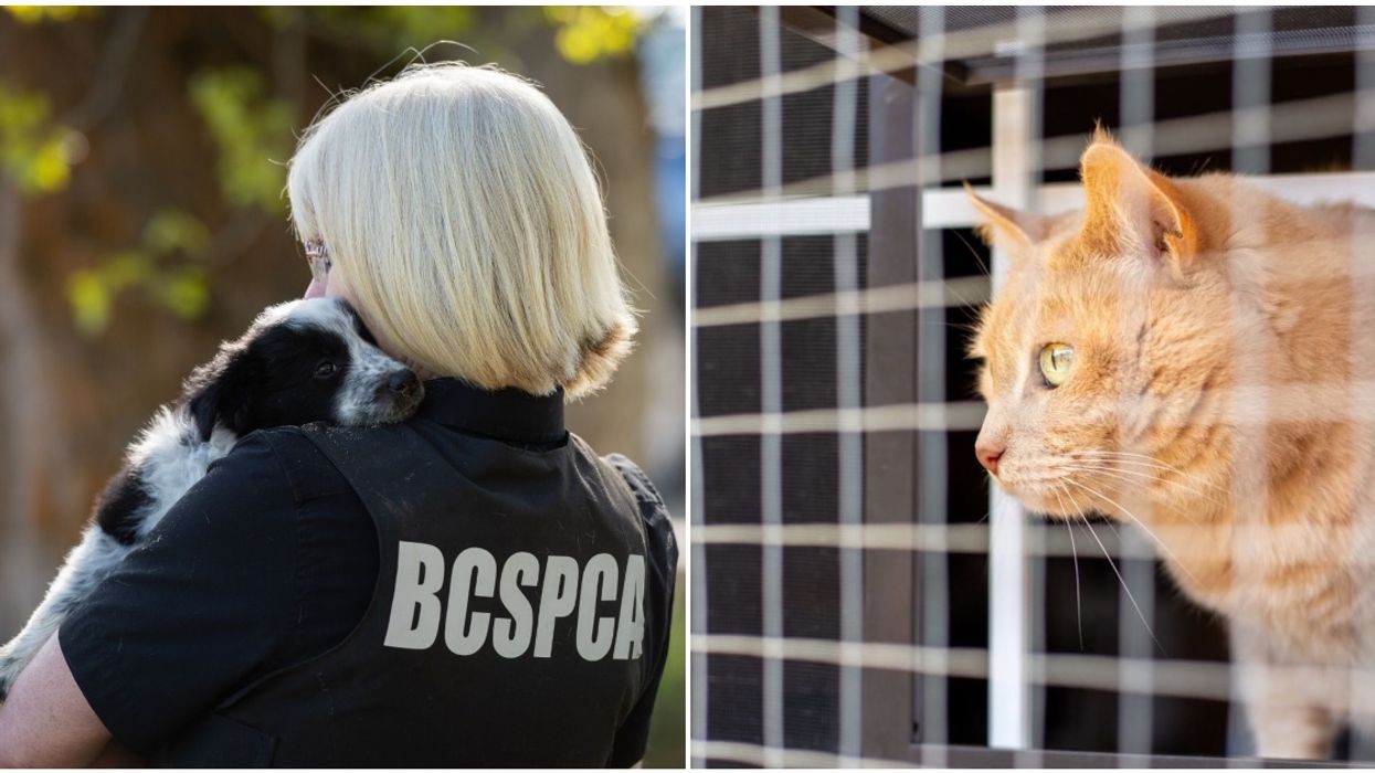 You Can Now Report Animal Cruelty Just Like You Would Any Other Crime In Vancouver