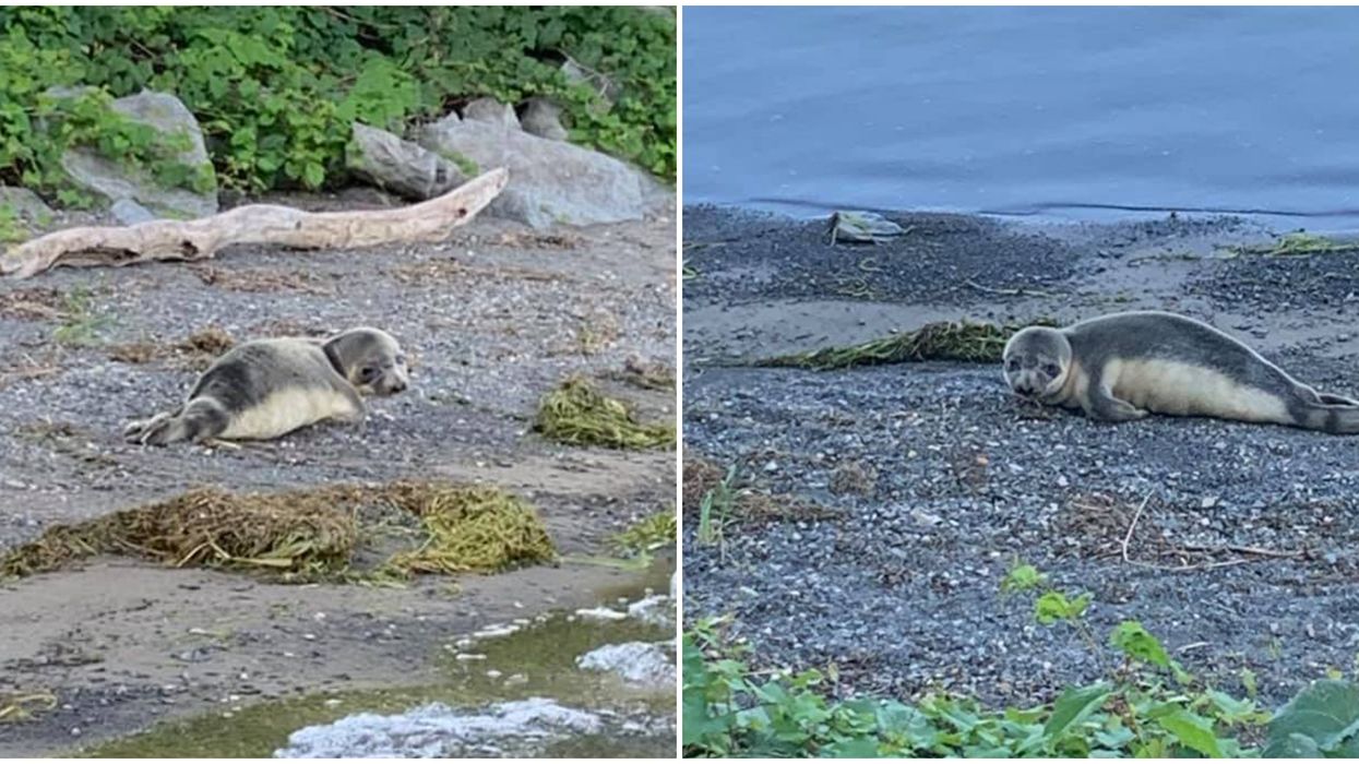 Le phoque aperçu sur la Rive-Sud de Montréal hier a dû être euthanasié