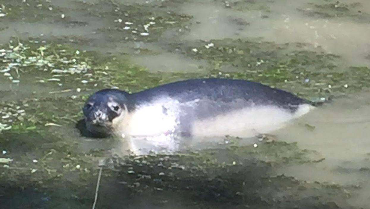 Un autre phoque nage dans la rivière Richelieu depuis hier