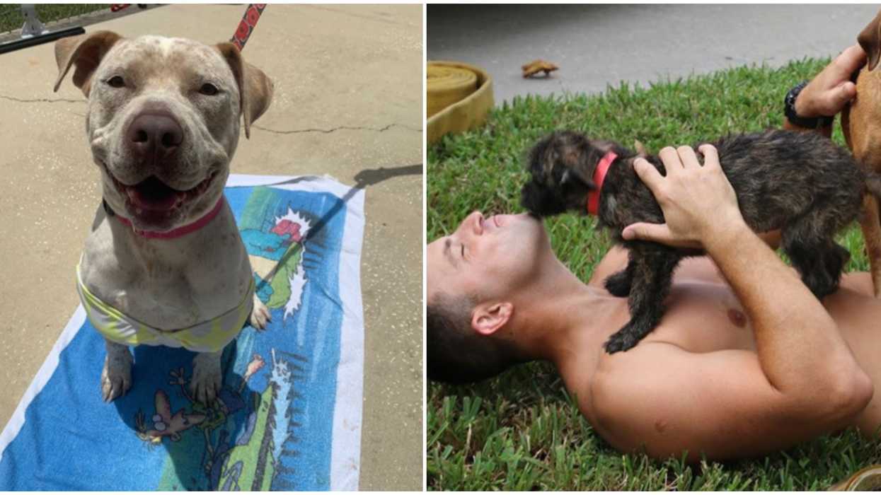 This Animal Shelter Near Tampa Lets You Take Rescue Pups On Free Dates