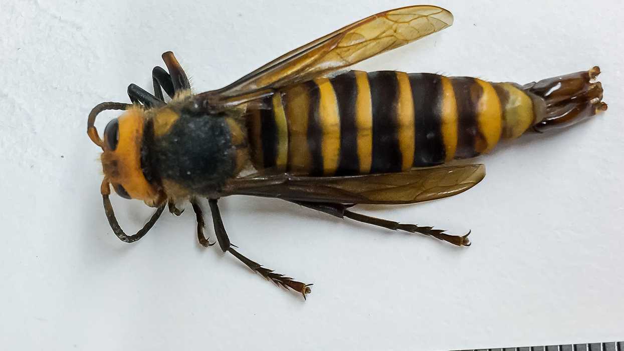 7 Murder Hornets Have Been Found Just Across The Border From BC