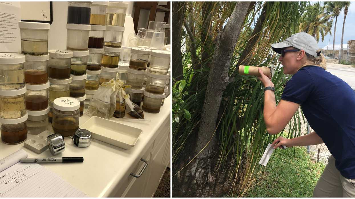 Millions Of Genetically Modified Mosquitoes Will Be Buzzing Around The Florida Keys Soon