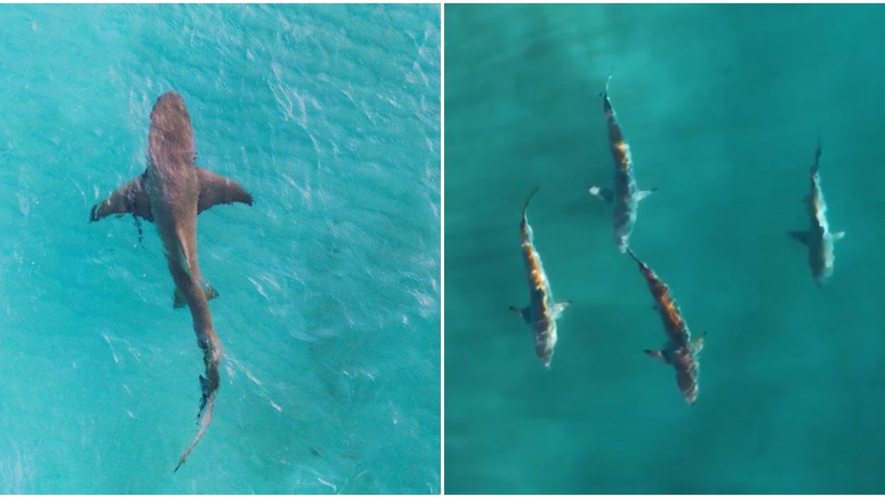 Florida Photographer Caught Mesmerizing Footage Of Sharks Swimming Off The Coast (VIDEO)