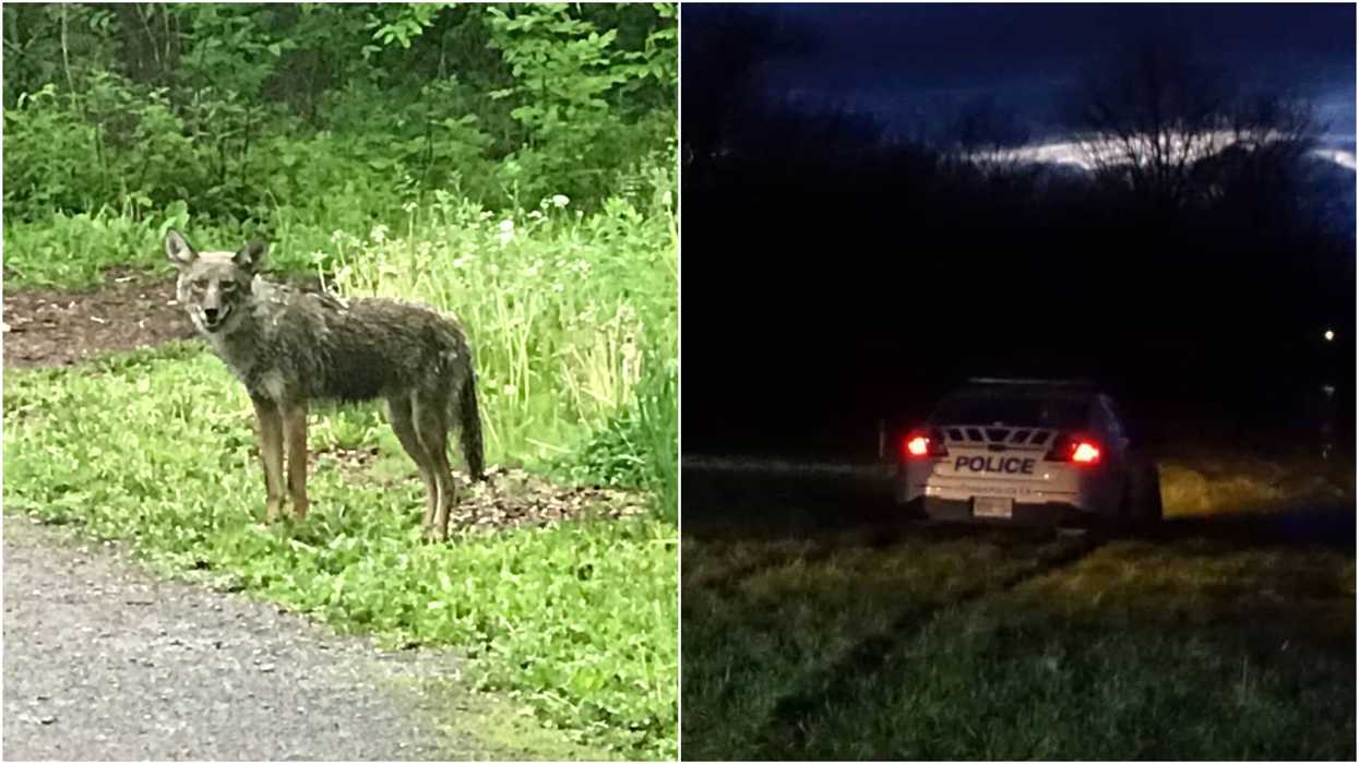 Coyotes Are Approaching Humans Again In Ottawa & Police Say They’re ‘Unpredictable’