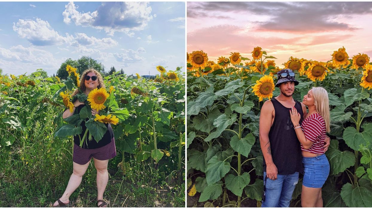 This Farm Stand Near Toronto Has Sunflower Trails You Can Wander For Free