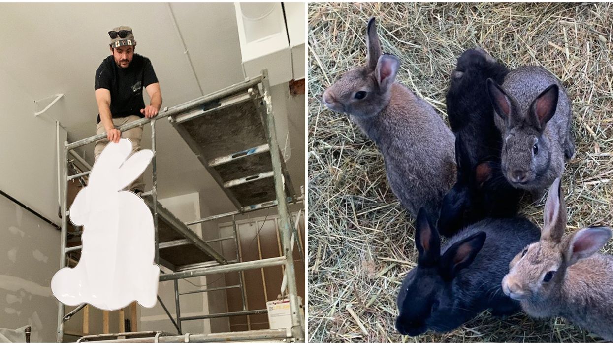 Vancouver's First Ever Bunny Cafe Is Opening This Fall