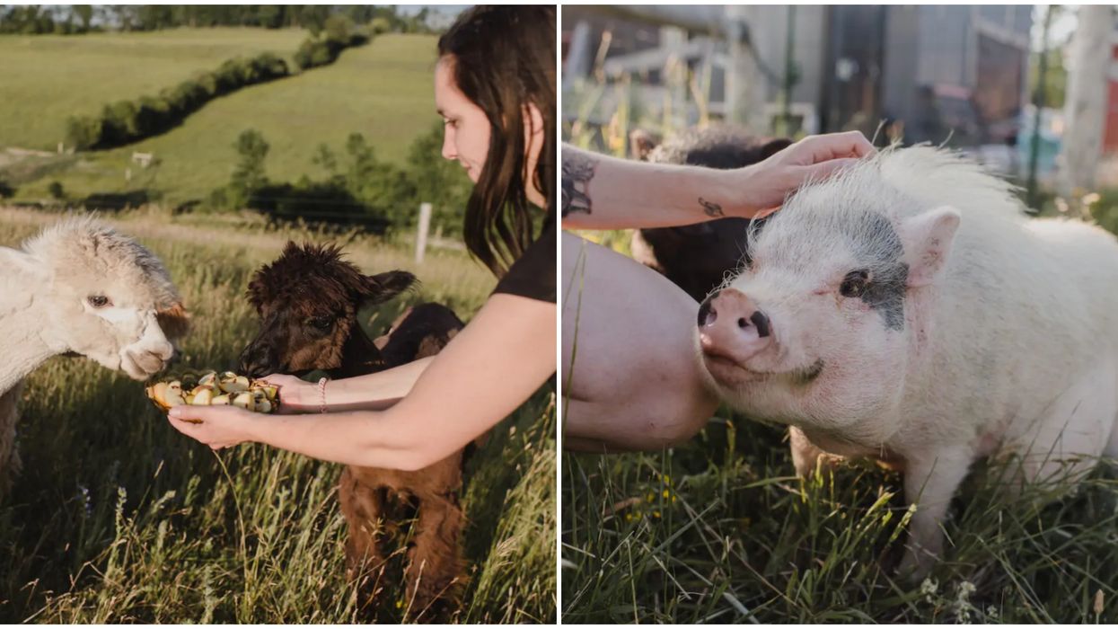 You Can Chill With Alpacas & Piggies At This Cute Farm Near Toronto