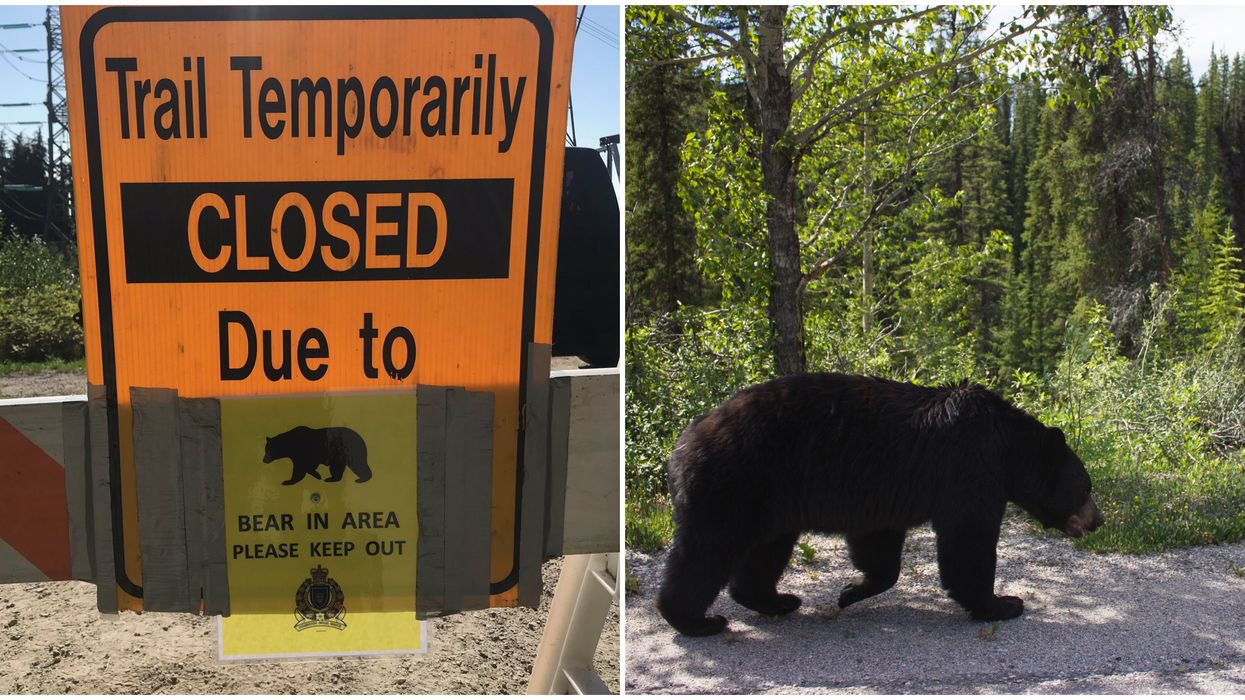 A Huge Black Bear Took A Swipe At A Runner On A Popular BC Trail (VIDEO)