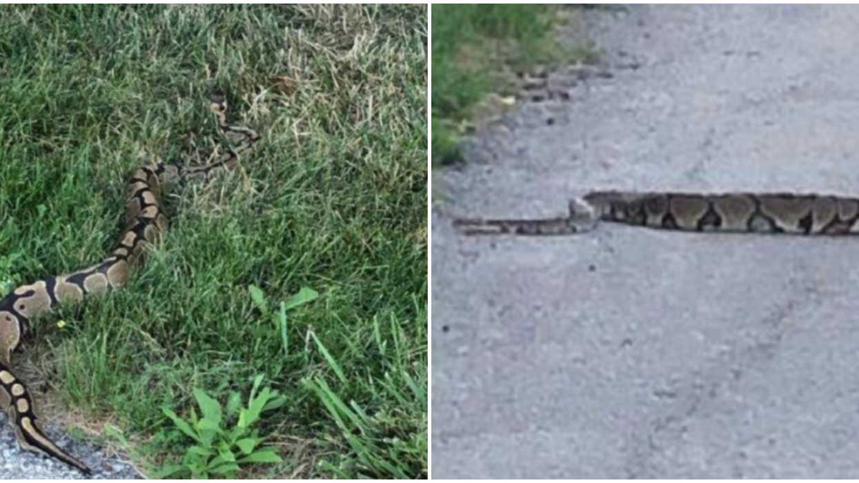 A Huge Python Is On The Loose In Niagara & Police Want People To Stay Away (PHOTOS)