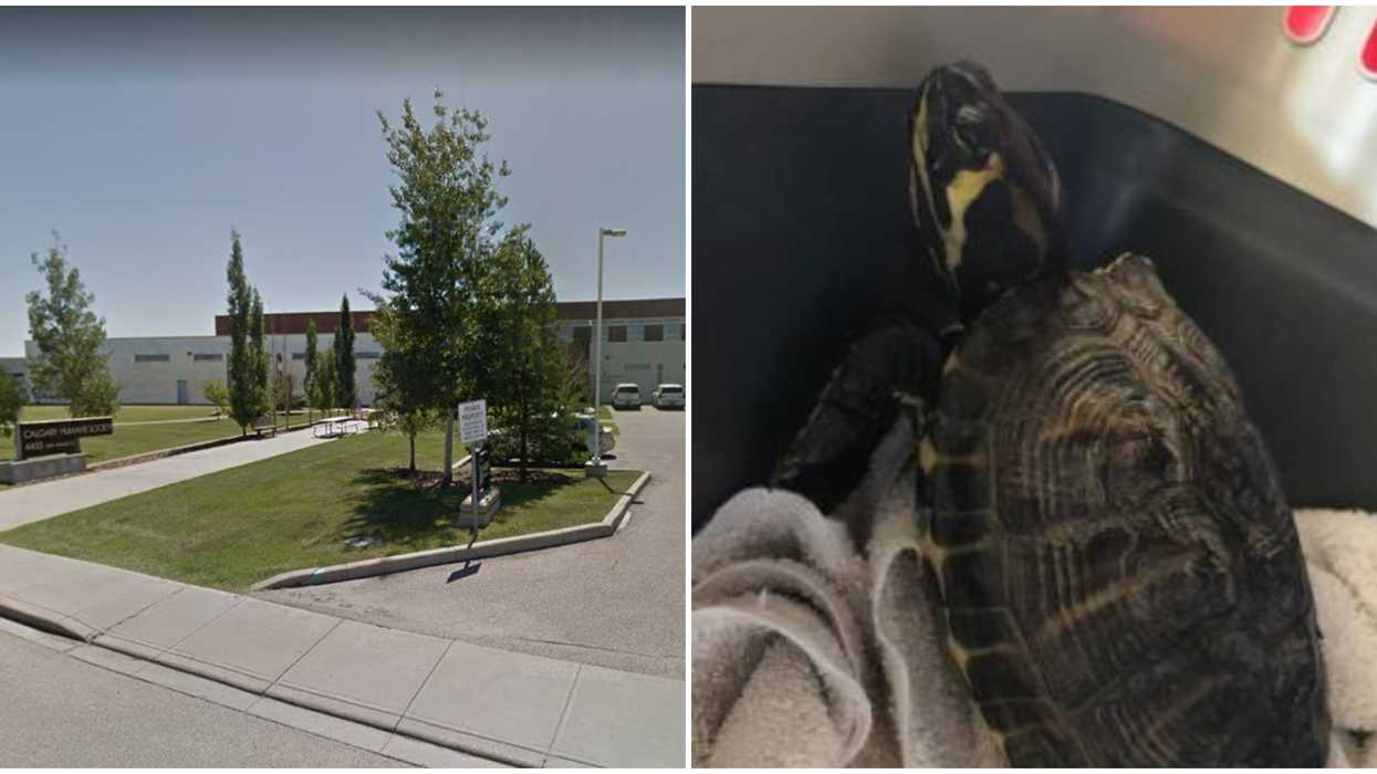 A Female Turtle Named Colonel Mustard Is Up For Adoption At The Calgary Humane Society