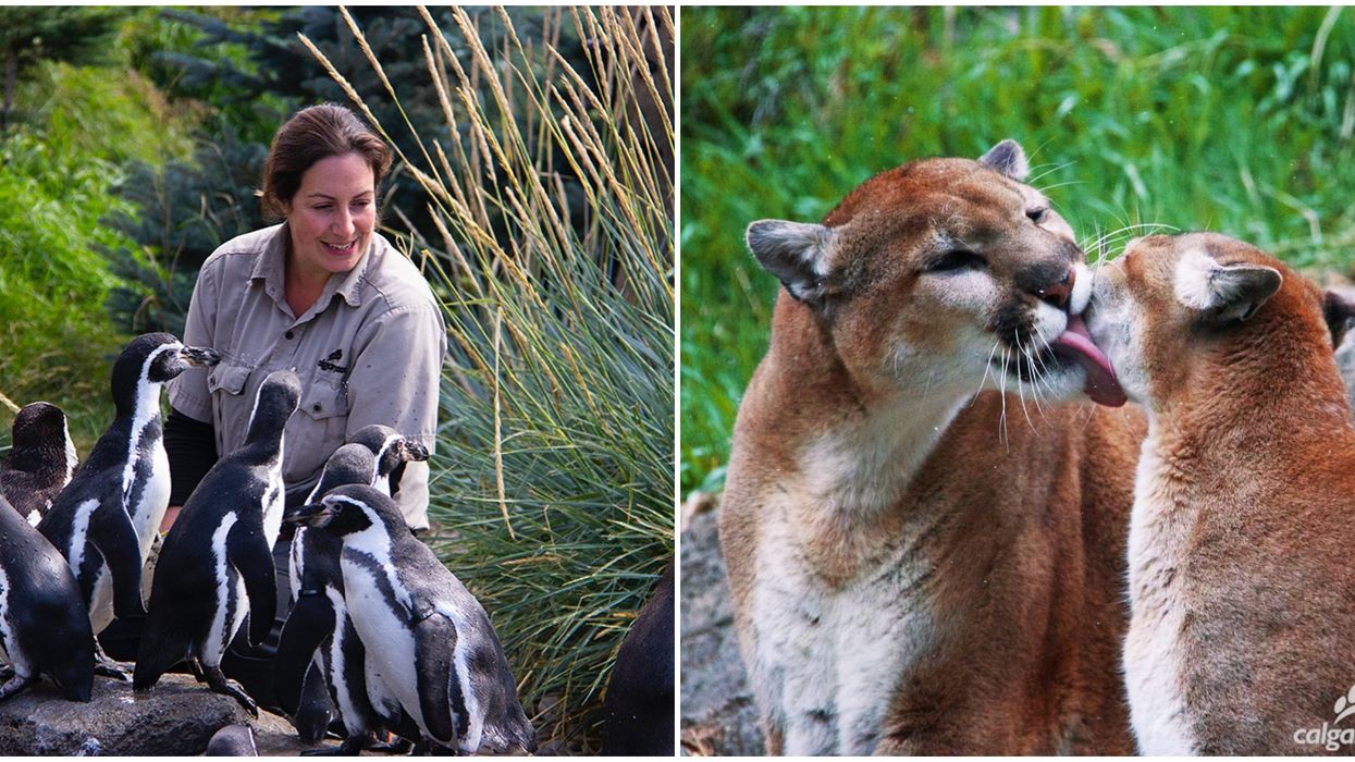 Calgary Zoo's Gigantic Adults-Only Escape Room Just Added Another September Date