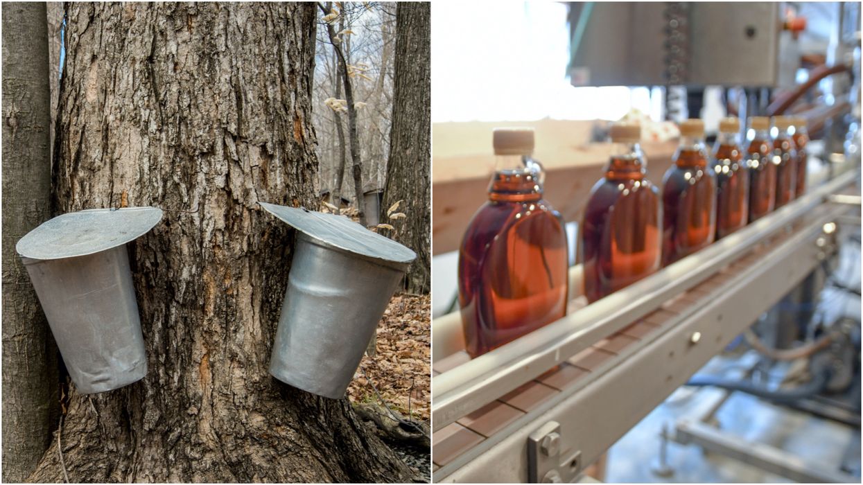 Ontario Is Hiring A Maple Syrup Producer & You Could Get Paid $40 Per Hour