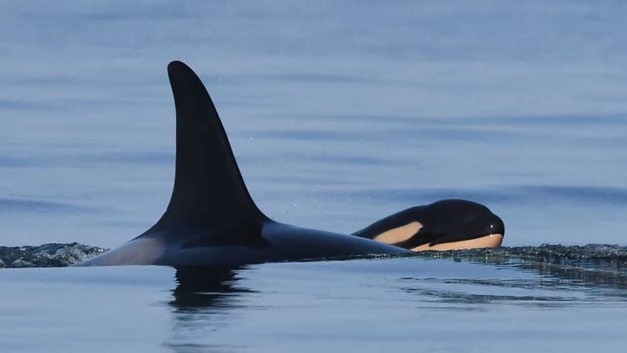 A Famous Orca Whale Near BC Just Had Her New Baby & It's Adorable (PHOTOS)