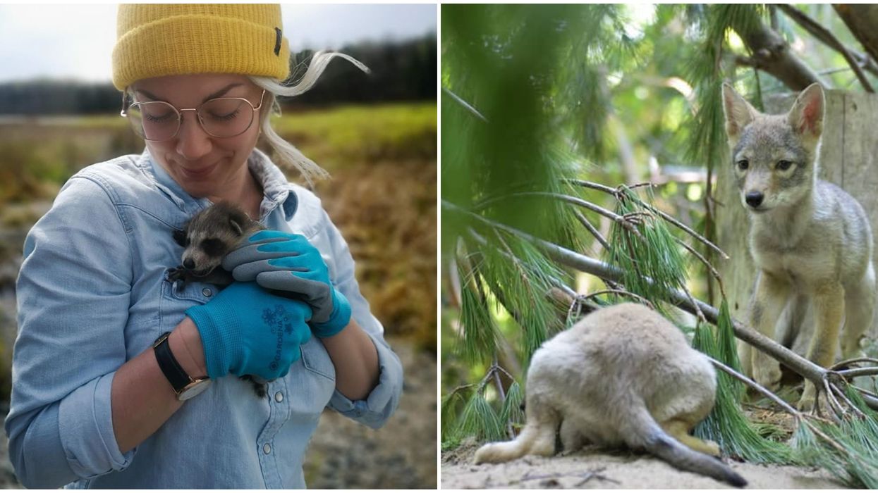 You Can Meet The Cutest Creatures At This Wildlife Sanctuary Near Toronto